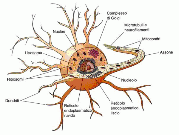 il neurone con i dendriti e la sua struttura dettagliata